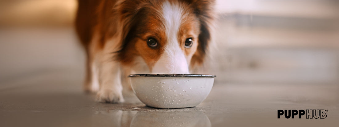 what is the best water bowl for dogs