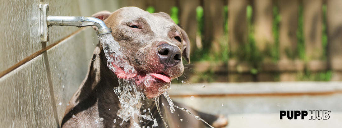 Why Your Dog Needs a Slow Drinking Stainless Steel Dog Bowl?