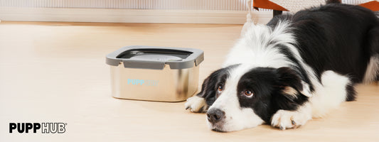 Plastic, Ceramic, or Metal? Choosing the Best Bowl for Your Pet