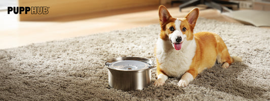 Stainless Steel Dog Bowls or Not? Discover the Pros, Cons, and Quirks!