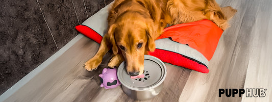 5 Best Practices for Keeping a Clean Dog Water Bowl