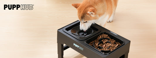 How Slow Feeder Dog Bowls Can Help with Weight Management