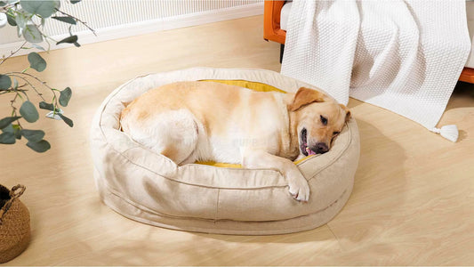 How to Wash a Dog Bed: The Ultimate Guide for Effective Cleaning