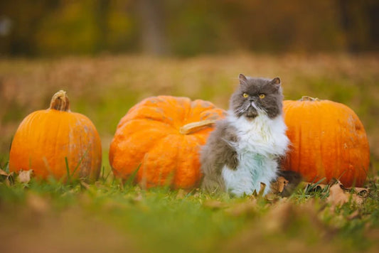 Halloween Pet Names Inspiration and Ideas