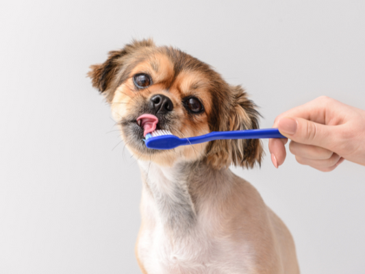 Tips on keeping your dogs teeth clean