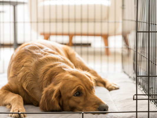 Tips on crate training your puppy