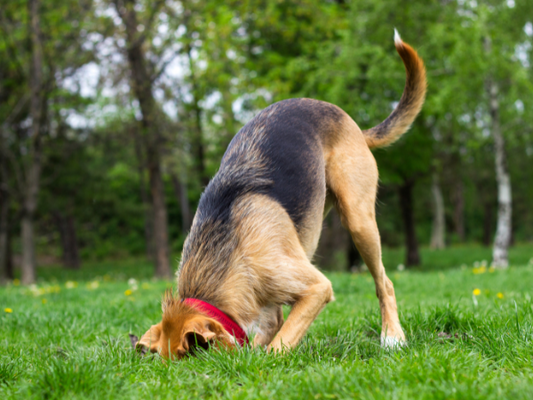 Tips to stop your dog from digging