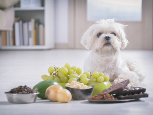 5 foods you may not think are toxic for dogs but are