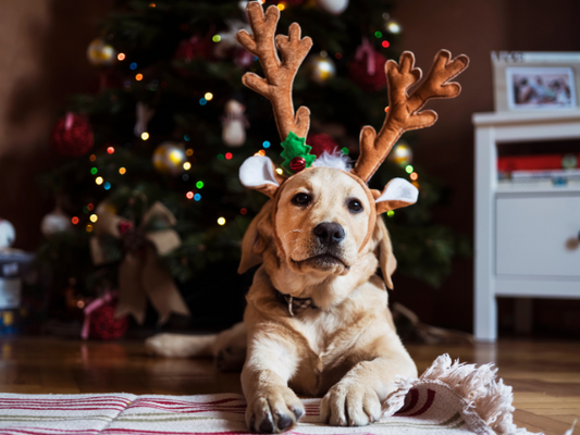 What You Can and Can't Feed Your Dog at Christmas