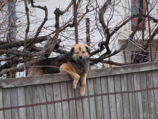 Tips on how to stop your dog form escaping