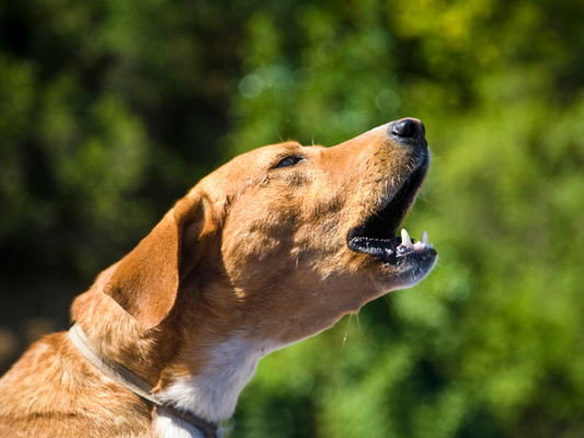 Tips on how to stop your dog from barking