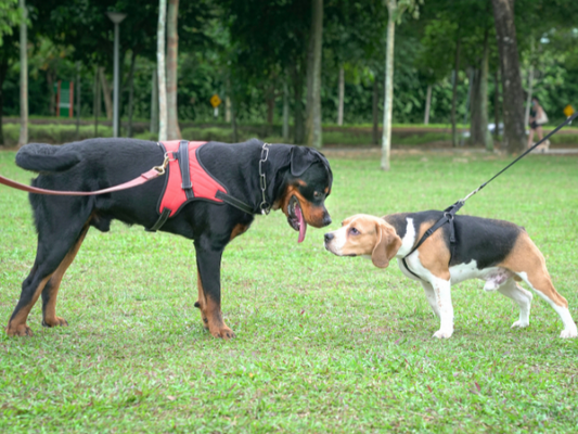 Tips on socializing your dog properly