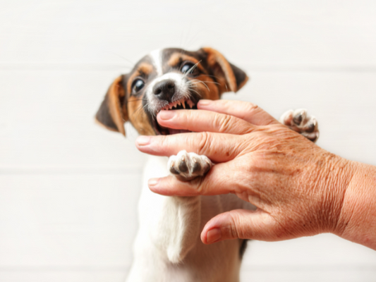 Tips to stop Puppy Nipping