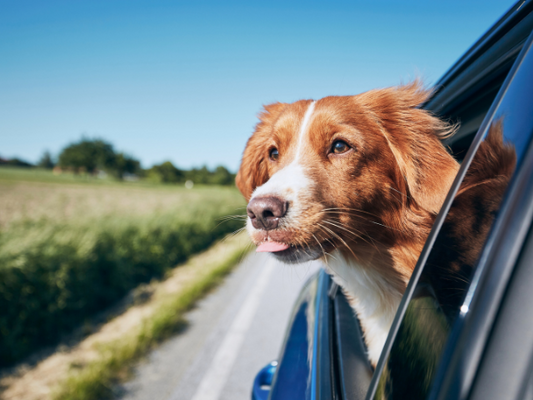 Tips on travelling with your dog