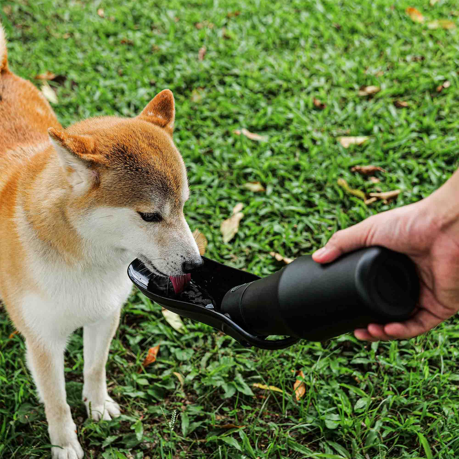 Food Water Bowls