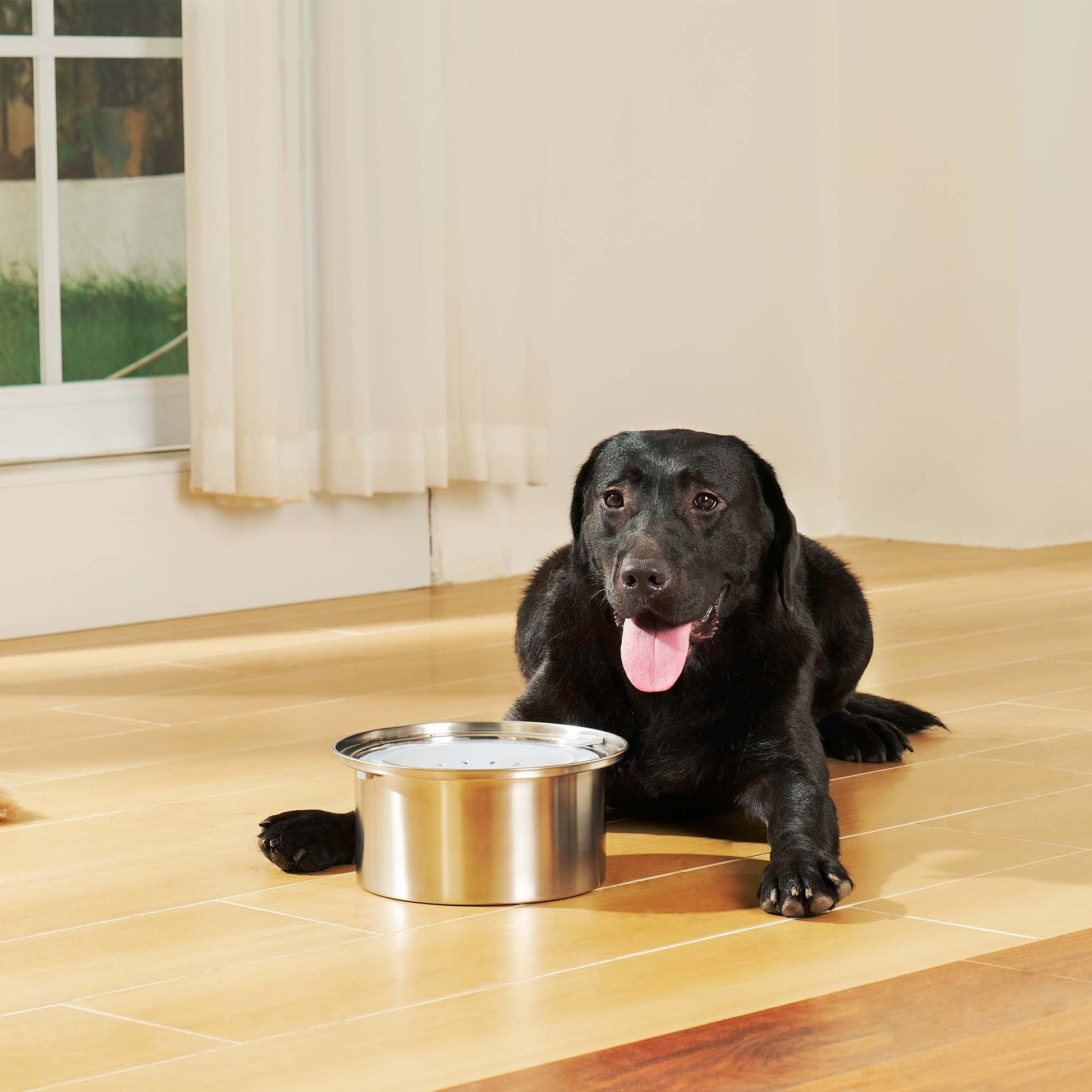 Black dog resting next to PuppHub's stainless steel Zero Splash Ultra water bowl.