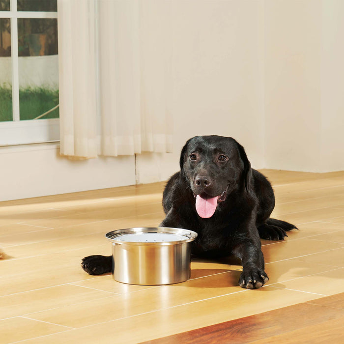 dog bowl stainless