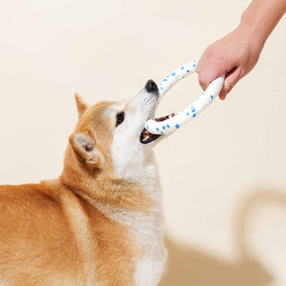 Shiba Inu enjoying a blue and white play ring during interactive playtime.