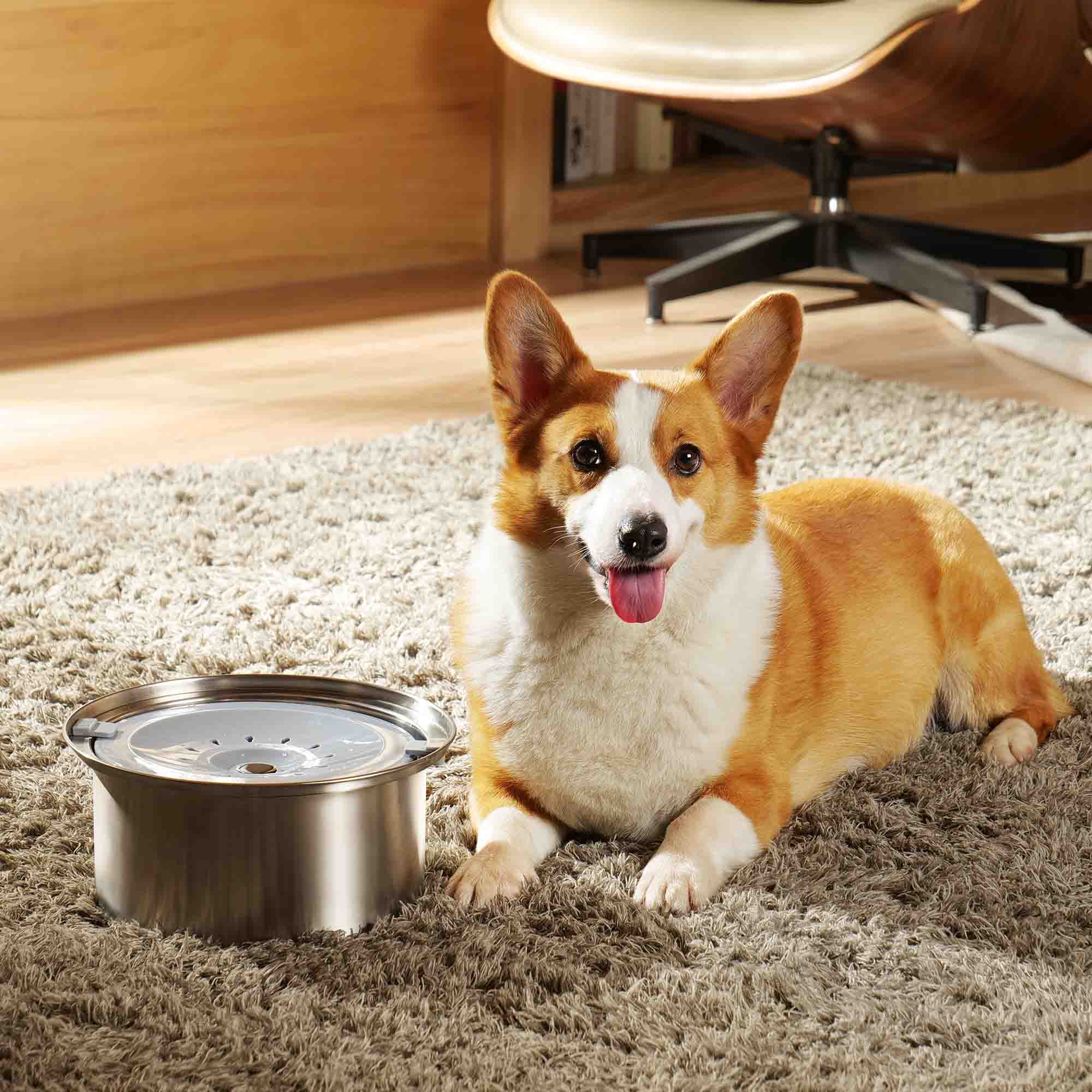 Puppy splashing in water bowl best sale