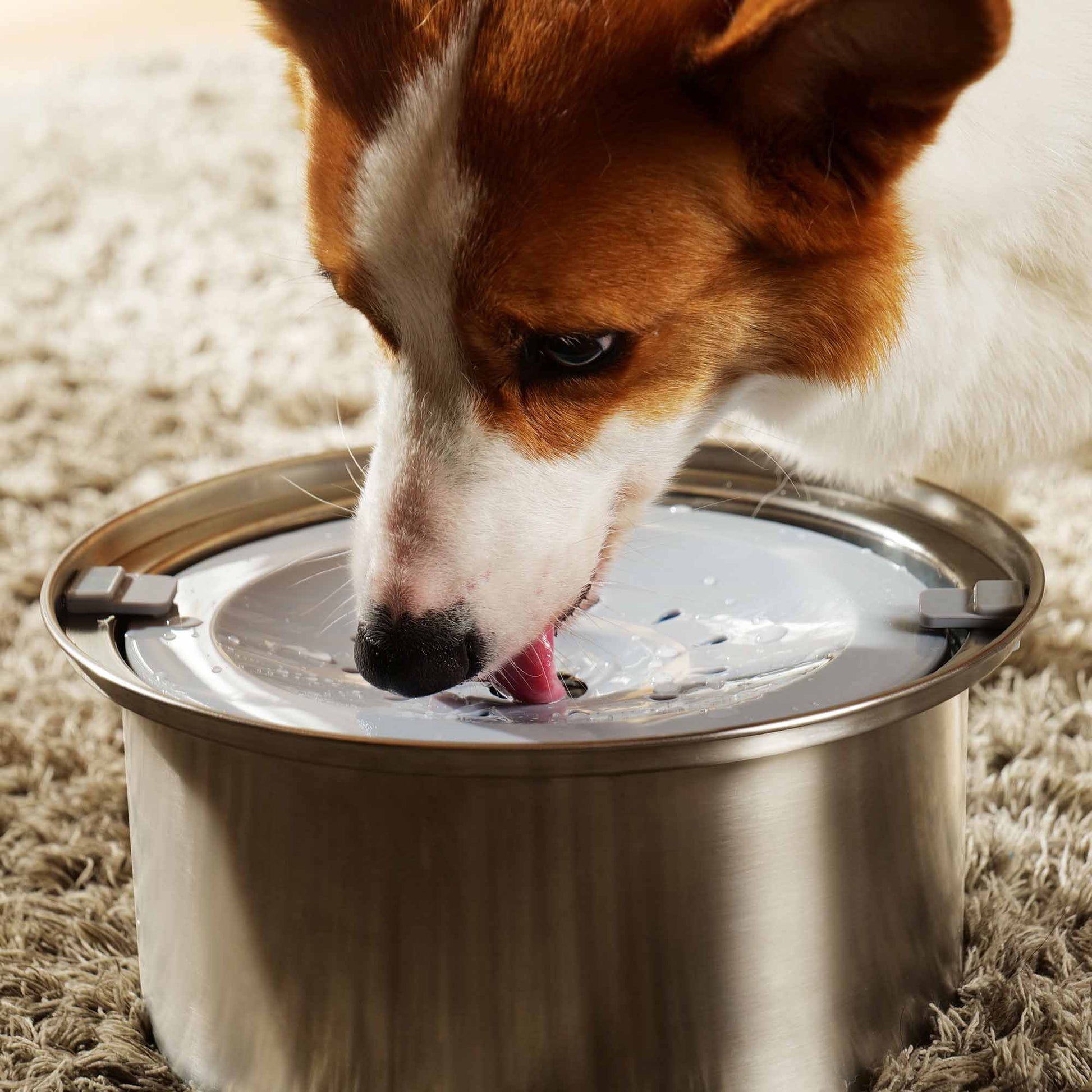 Dog using Zero Splash Ultra bowl by PuppHub for spill-free drinking