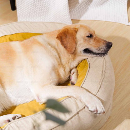 Labrador resting in plush beige dog bed with yellow lining for pet comfort