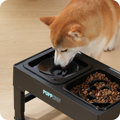 Dog using Zero Splash Ultimate™ pet bowl with water insert and food compartment.