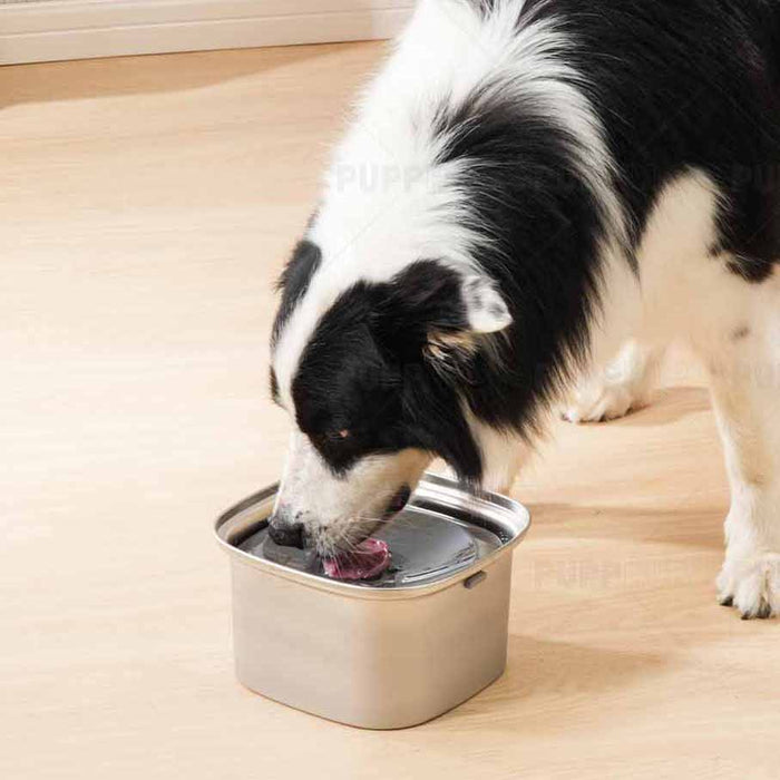anti spill dog bowl