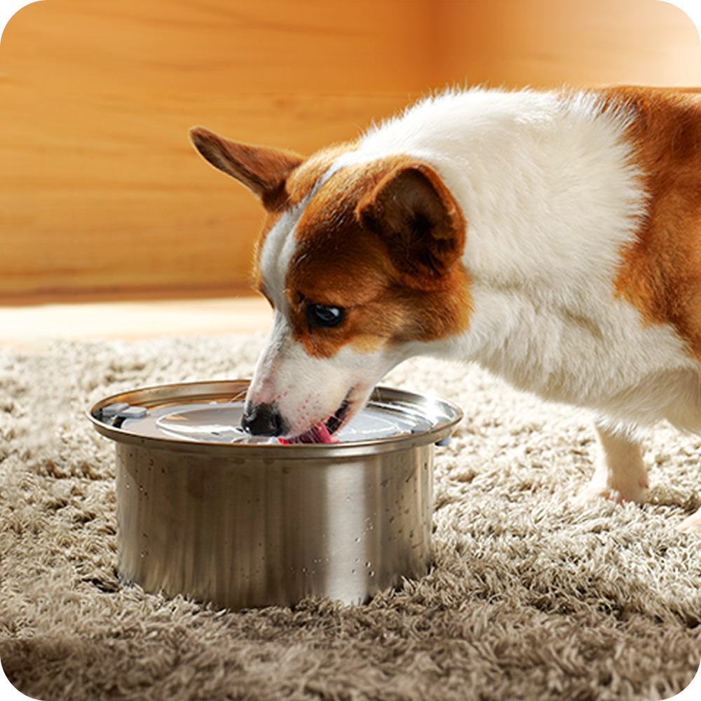 Corgi drinking from PuppHub's Zero Splash Ultra stainless steel bowl on a rug.