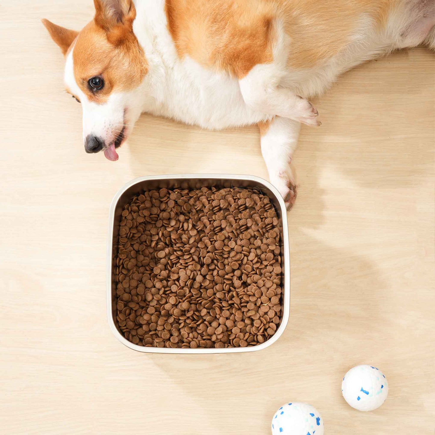 Stainless steel dog bowl for dog food