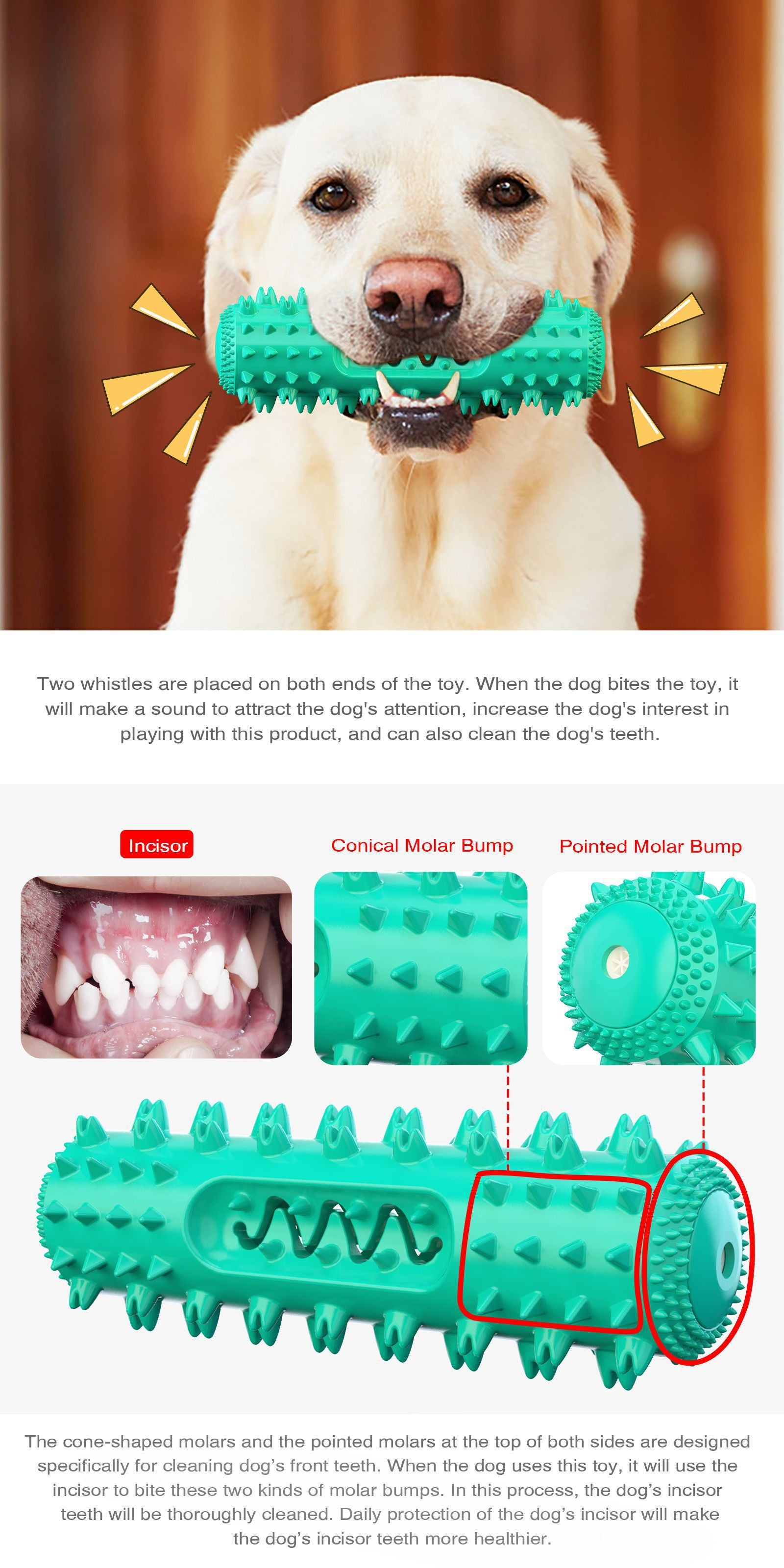 Dog holding green Mighty Molar Maestro chew toy with dental features and spikes