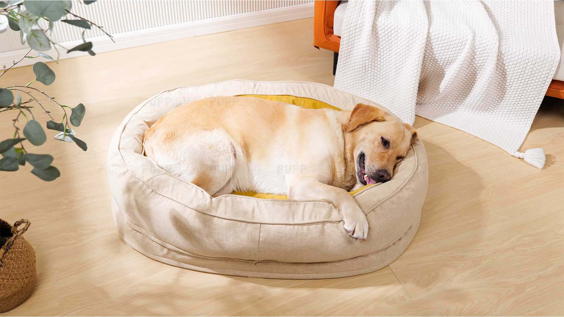 Labrador lounging in a plush beige dog bed with yellow lining for comfort