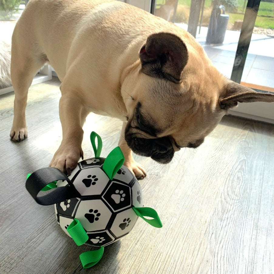 French Bulldog engaging with interactive soccer ball for fun playtime.