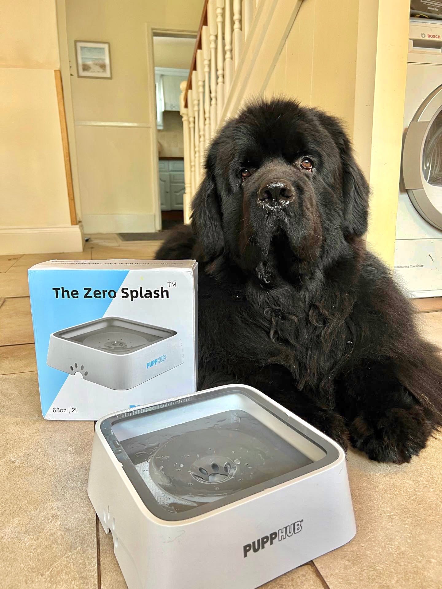 Zero Splash Dog Water Bowl – Perfect Paw Store